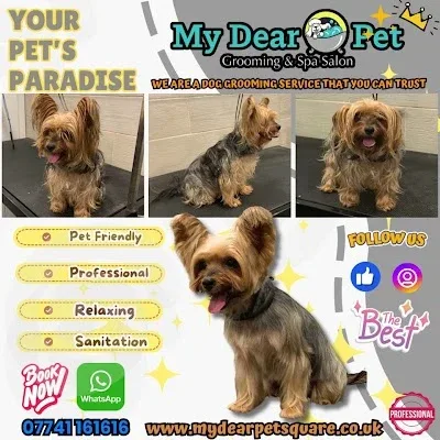 My Dear Pet