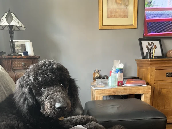 Nerys Preece Dog Grooming