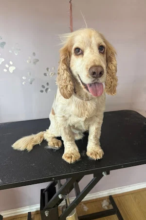 Nik Nak Dog Grooming