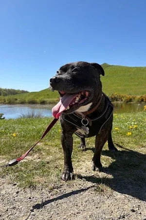 Northumberland Paws