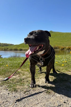 Northumberland Paws
