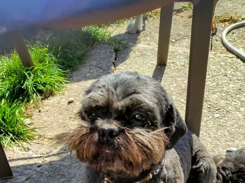 Nose to Toes Dog Grooming