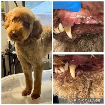 Not Fur Long Dog Grooming