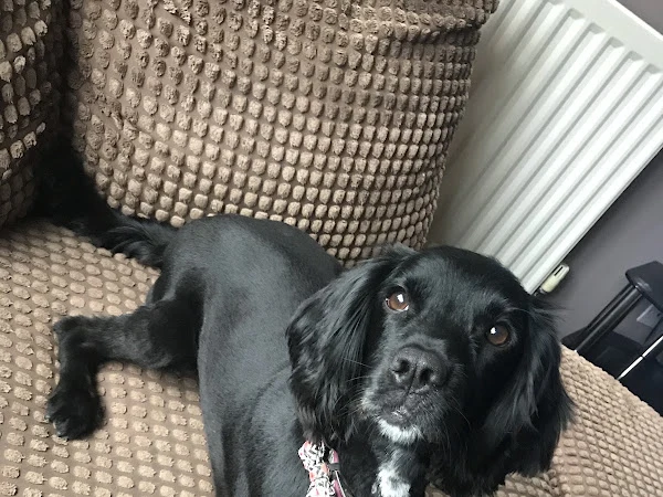 Oaktree Dog Grooming