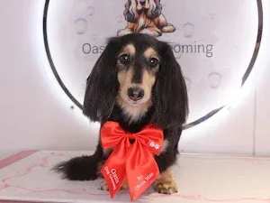 Oasis Dog Grooming
