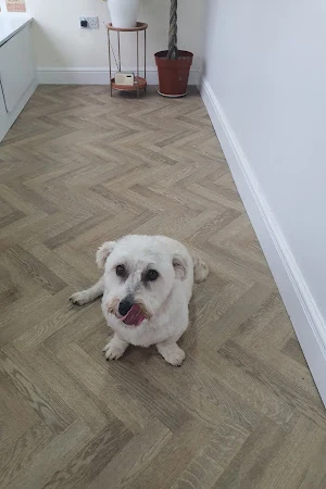 Oh My Dog Wirral