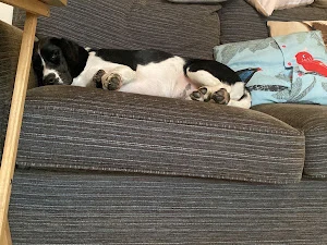 On all paws Kent
