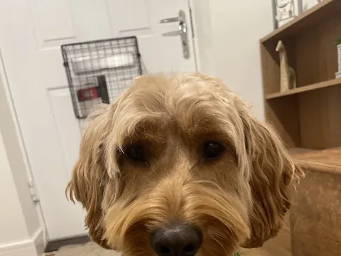 Once upon a dog