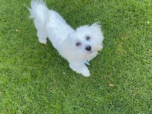 Orchid Dog Grooming Services