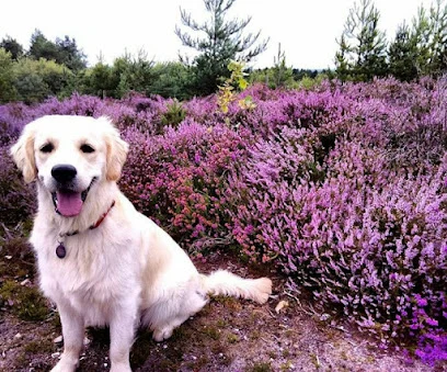 Paddypaws Dog Grooming