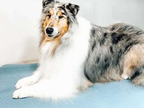 Paige’s Pooches