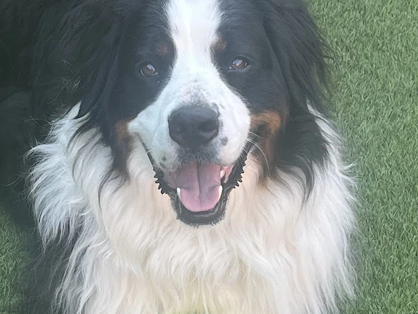 Palmer's Dog Grooming