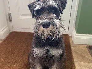 Pamper My Paws Dog Grooming