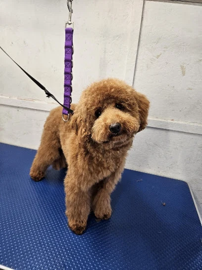 Pamper Your Pooch Bury