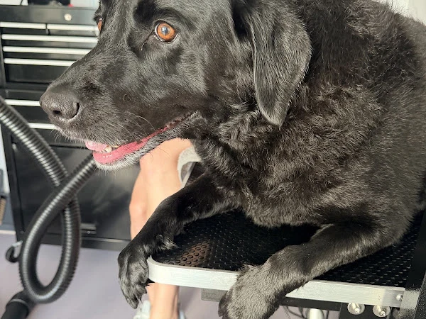 Pampered Paws by Kylie