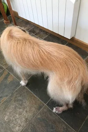 PAMPERED PAWS Mobile Dog Grooming