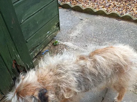 Pampered Paws of Borrowash