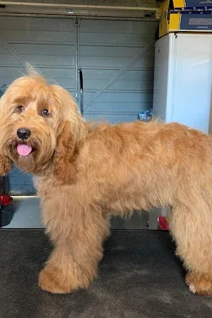 Pampered Pooches Pet Services