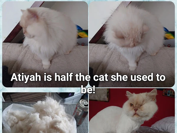 Panda's Pet Pampering (Mobile Pet Grooming Service)