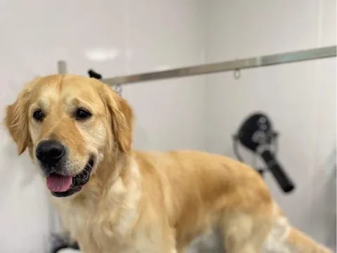 Papplewick Pet Services