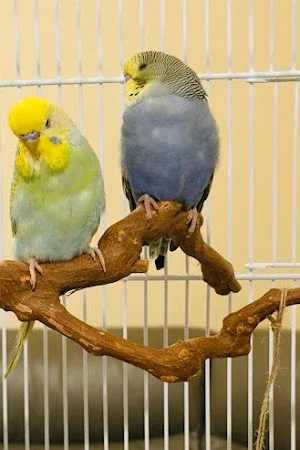 Paradise Pets Ltd