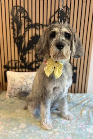 Paris Paws Salon