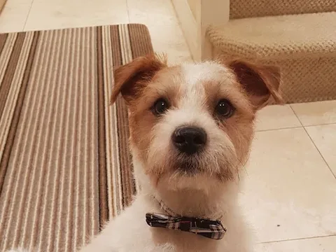 Passion 4 Paws