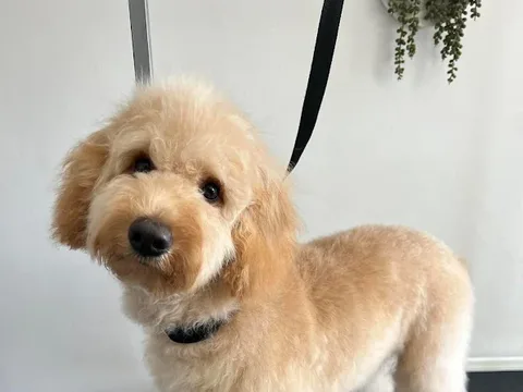 Pastures dog grooming