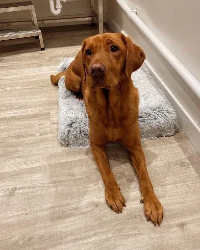 Patcham Paws Dog Grooming
