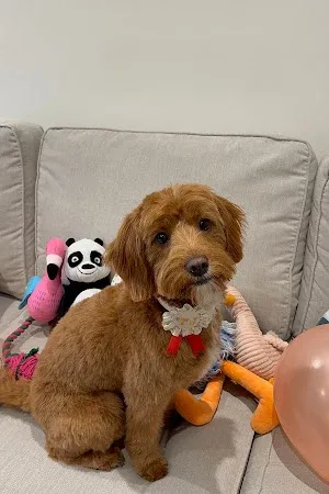 paw and pooch parlour