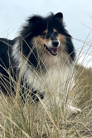 Paw-Fect Dog Grooming