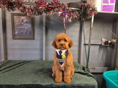 Paw N Order Dog Grooming