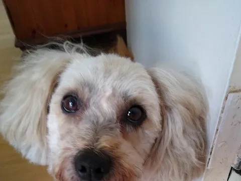 Paw & Tail