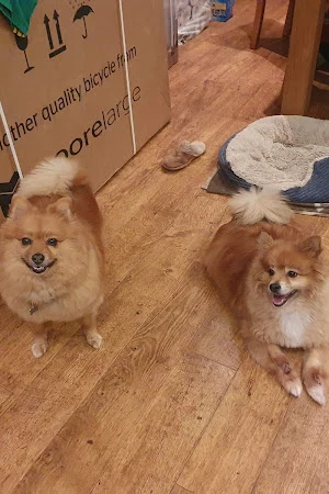 Pawfect Finish Dog Grooming