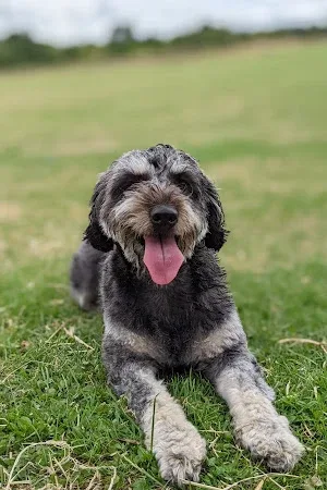 Pawfect Friends