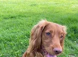 Pawfect K9