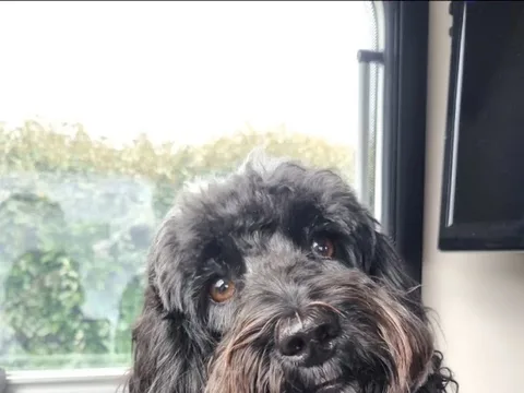 Pawfect Paws