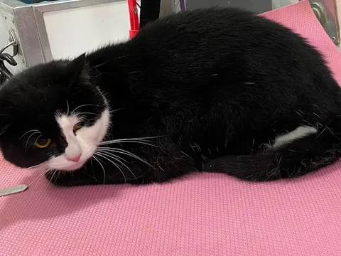 Pawfect Paws Mobile Grooming, Watford