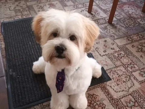 Pawfect Style