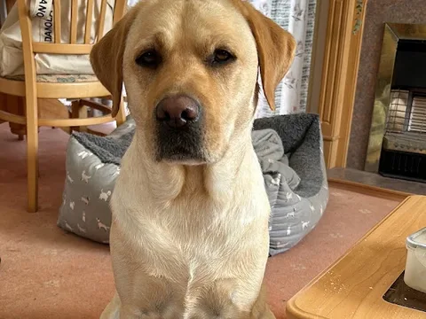 Pawfect Touch Dog Grooming