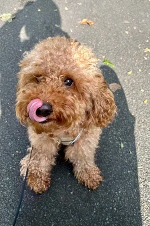 Pawfection Dog Grooming