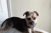 Pawfection Ltd