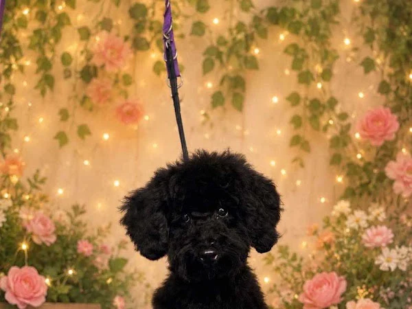 Pawfection Professional Dog Groomers