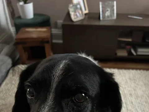 Pawfectly