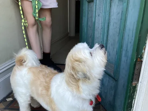 Pawgeous Pet Grooming Lancaster