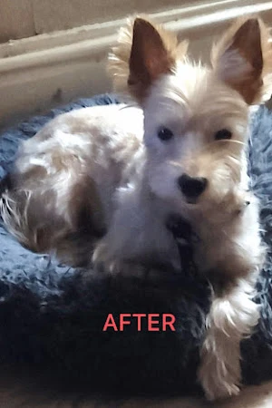 Pawprint Dog Grooming Service