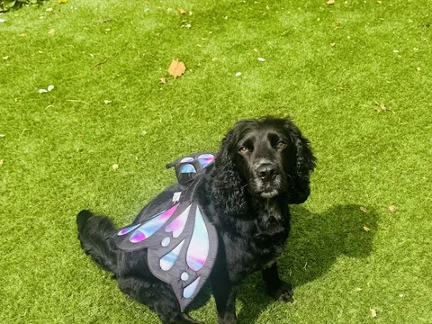 Paws and All Dog Grooming Salon
