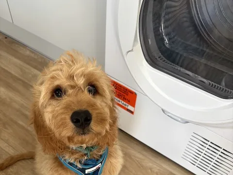 Paws and Bark