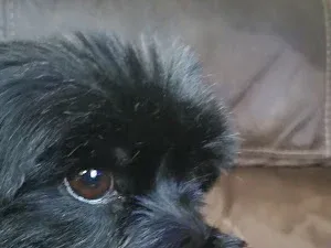 Paws and Claws Dog Grooming