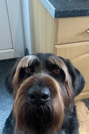 Paws and Relax Dog Grooming